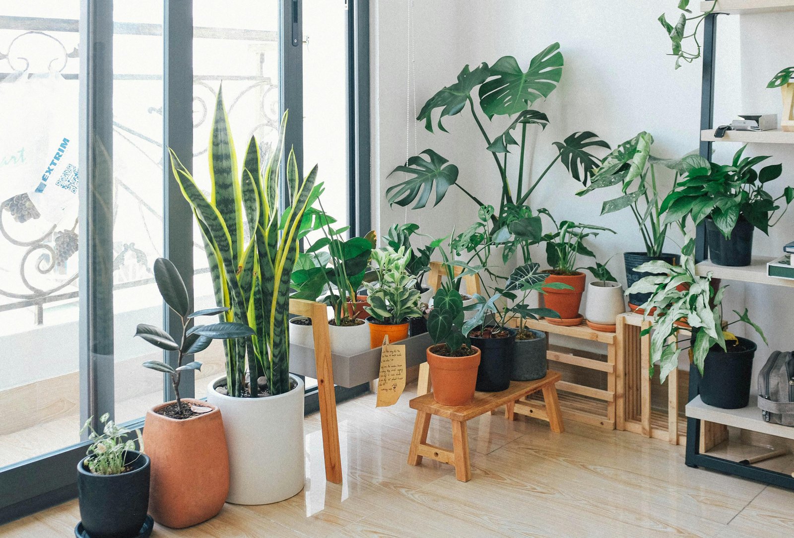 Indoor plants arranged for fresh home decor